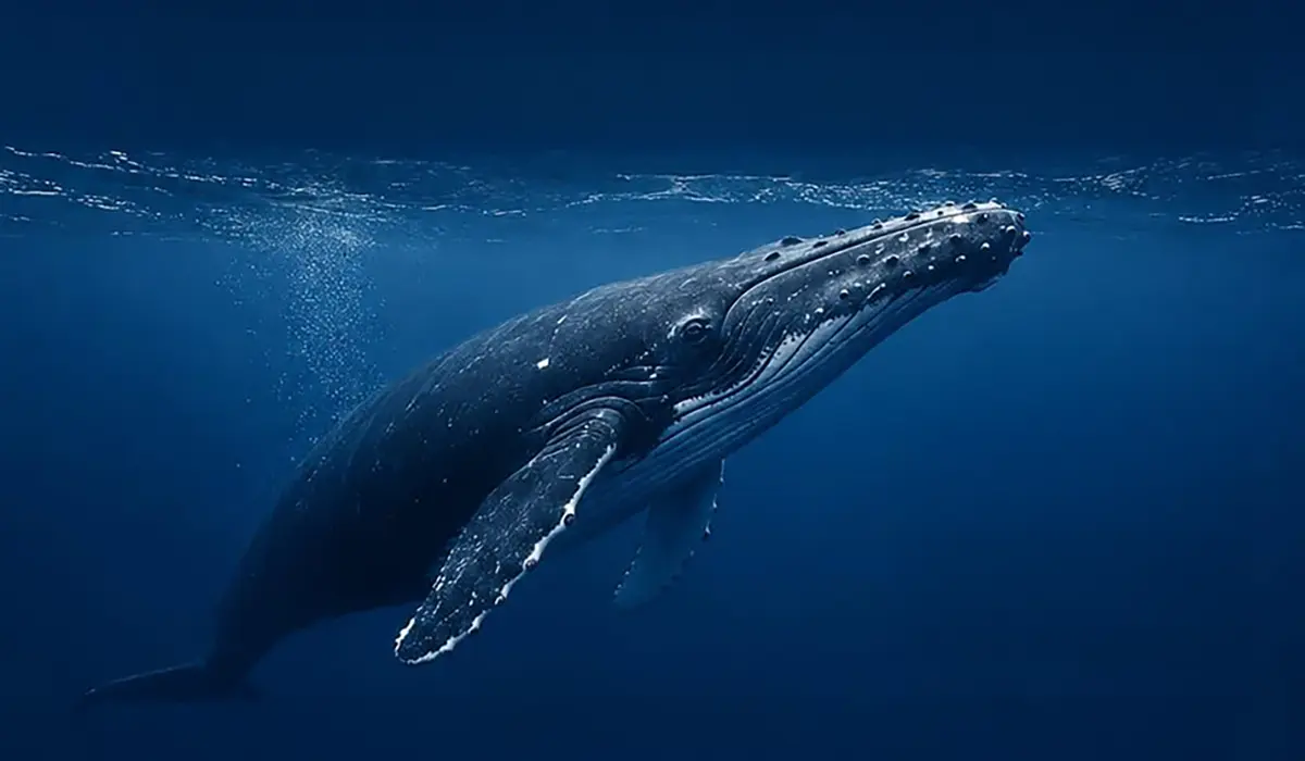 Août à Maurice : un seul jour férié, un pic d'occupation hôtelière et la pleine saison des baleines